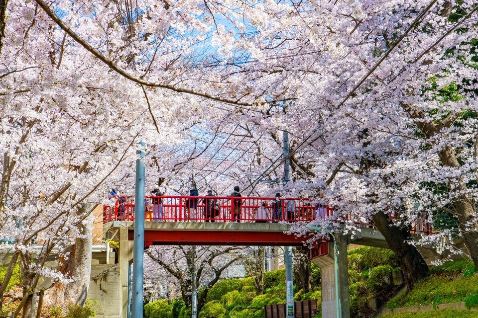 🌳 덴엔초후 물소리 공원(덴엔초후 세세라기 코엔) 이미지 5
